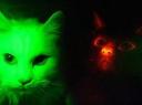 glowcats.jpg